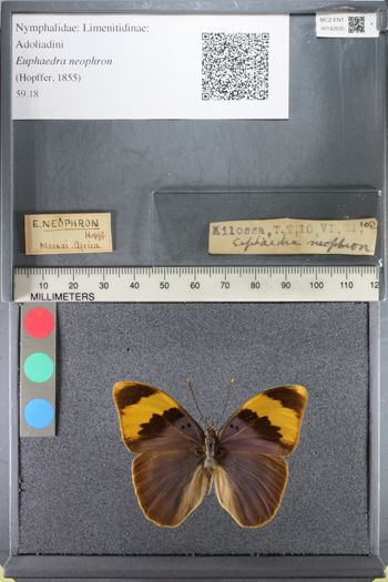 Media type: image;   Entomology 142635